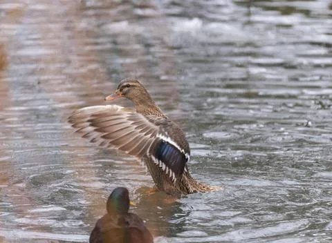 Side view of a duck waving its wings on a pond in winter time Stock Photos