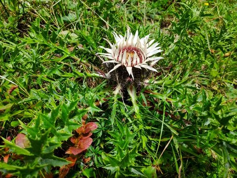 Side view of a Dwarf Carline Thistle Carlina acaulis Foto stock