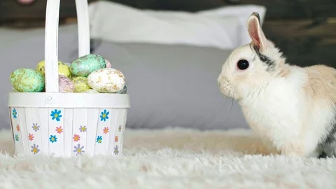 Side view of easter bunny and basket of easter eggs Stock Footage 104195837