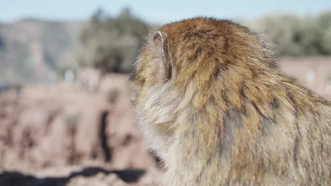 Side view of eating monkey. Animal chews food and turning its head. Blurred Video stock 158336790