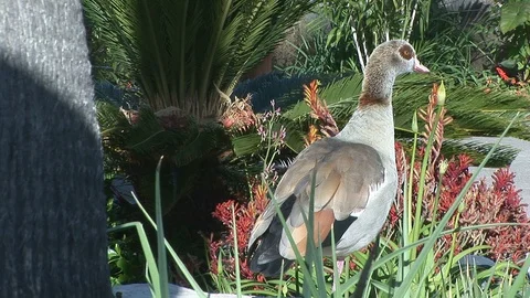 Side view of Egyptian goose Stock Footage 90436995