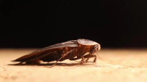 Side view of Egyptian Sand Cockroach cleaning antennae in Syrian desert Stock Footage 312514691