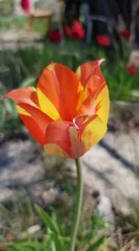 Side view of elegant shape tulip flower with orange yellow curved petals Stock Photos