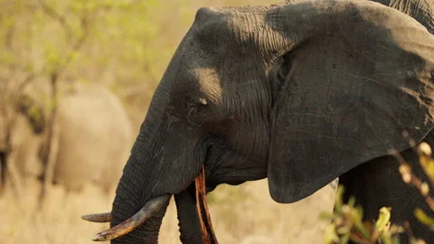 Side View Of An Elephant Eating A Tree Bark Stock Footage 236505582
