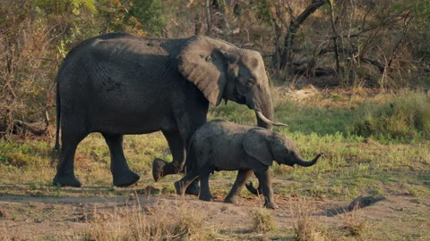 Side View Of An Elephant With Its Calf Walking Stock Footage 236509397