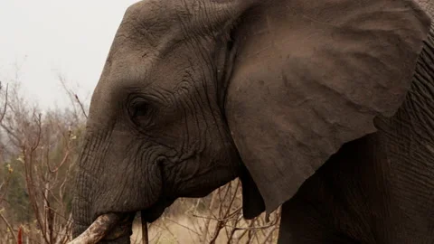 Side View Of An Elephant Walking Stock Footage 236505714