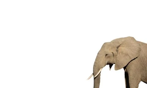 Side view of elephant on white background Foto stock