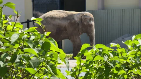 Side view of an elephant at the zoo Stock Footage 310441297