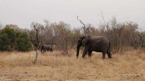 Side View Of Elephants On Dry Grass Field Stock Footage 236508313
