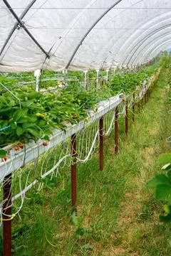 Side view of elevated strawberry rows under a polytunnel Stock Photos