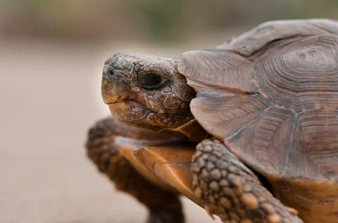 Side View of Endangered Lobatse hinged tortaise walking across a cement pathway Foto stock