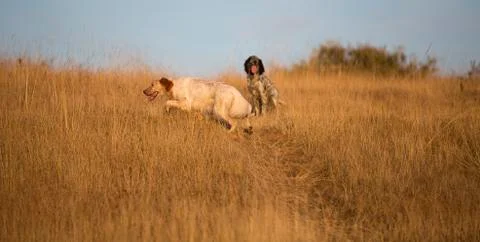 Side view of english setter Foto stock