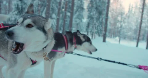 Side view of enthusiastic team of Stock Video Pond5