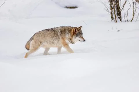 Side view of Eurasian wolf strolling on snow Stock Photos