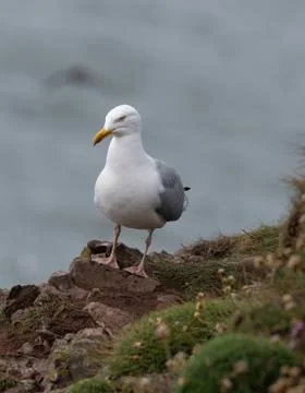 Side view of European herring gull (Larus argentatus). Stock Photos