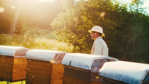 Side view of experienced beekeeper working in apiary, opening beehives and Stock Footage 248462992