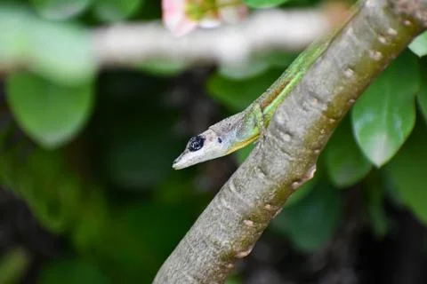Side view of face of a green anolis extremus or Barbados anole lizard Stock Photos