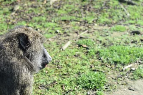 Side view of the face of a monkey Foto stock