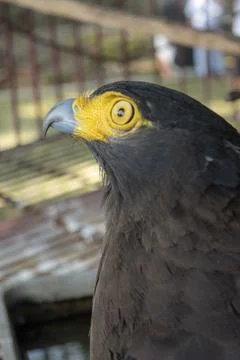 Side view of face portrait of A crested serpent eagle Stock Photos