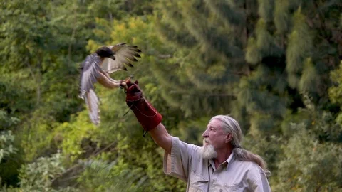 Side view of falconer training eagle to come to the glove slow motion 250 fps Vídeo Stock 85513544