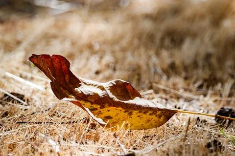 Side View of a Fallen Autumn Leaf Stock Photos