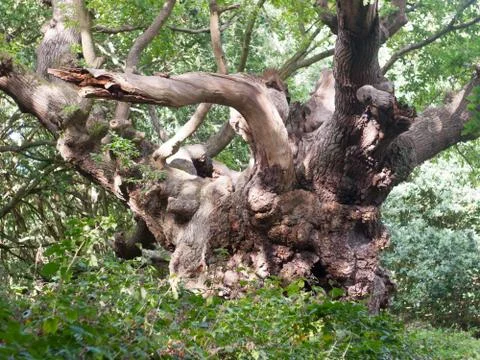 Side view of famous old knobbley old oak tree in forest in mistley Stock Photos