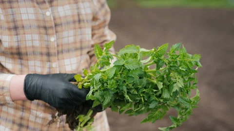 Side view: Farmer holds armful of tomatoes seedlings, stands on the field Stock Footage 141919236