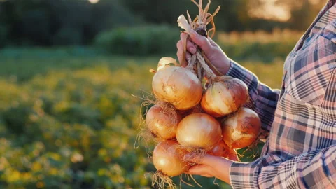 Side view: Farmer holds a braid of ripe onion Stock Footage 136035660