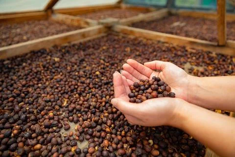 Side View of Female Worker Inspecting Dried Organic Raw Coffee Beans Stock Photos