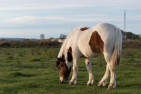 Side view of filly while graze grass in pasture Stock Photos