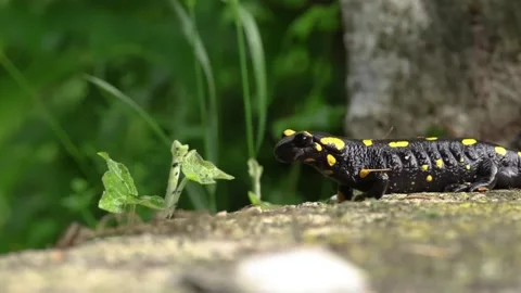 Side view of fire salamander on concrete. Slow motion macro Stock Footage 243683754