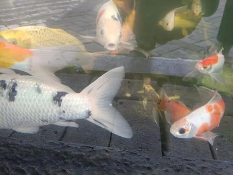 Side view of fish in aquarium Stock Photos