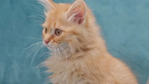 Side view of fluffy orange kitten sitting on soft surface and gazing attentively Stock Footage 311450799