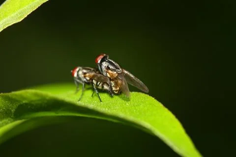 Side view of fly mating blur background in morning Stock Photos