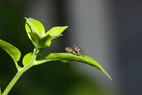 Side view of fly mating blur background in morning on green plant Stock Photos