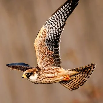 Side view flying macro photography of lanner falcon in dynamic flight posture Stock Photos