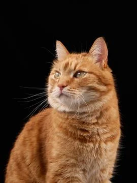 Side view of focused ginger cat Stock Photos