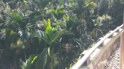 Side view of Forest Train from Chiayi to Fenchihu railway station Video stock 148335408