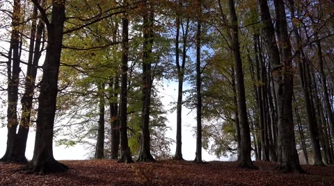 Side view of forest while driving 스톡 동영상 51953058