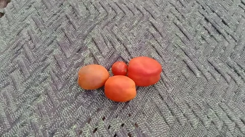 Side View Of Four Fresh Tomatoes Placed On Traditional Charpai 動画素材 347846770