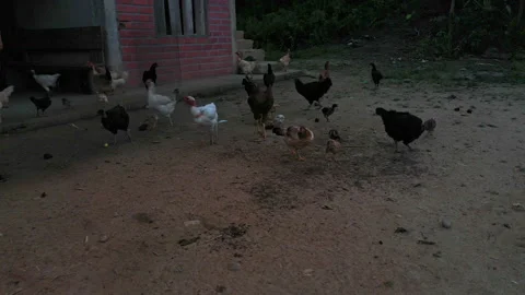 Side view of free range chickens eating termite and maize in front of the house Stock Footage 196310471