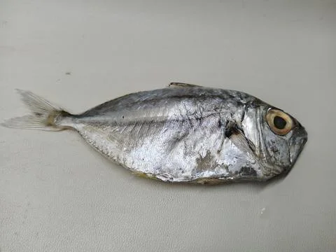 Side View of a Fresh Raw Silver Ponyfish or Slipmouth Fish Foto stock