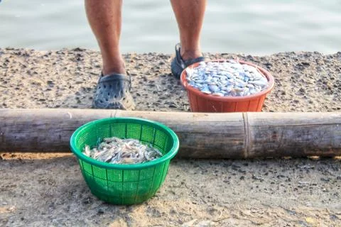 Side View of Fresh Small Sea Fish in Two Plastic Baskets Stock Photos