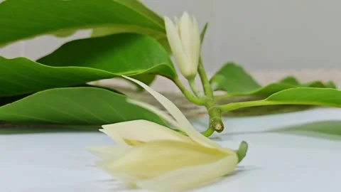 Side view of fresh white champaca flowers on branch with green leaves. 스톡 동영상 338009596