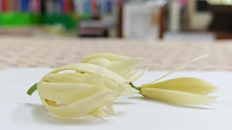 Side view of fresh white champaca flowers on white surface. 스톡 동영상 338009693