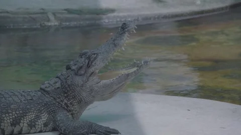 Side View of a Freshwater Crocodile Resting with Jaws Open Near Water, 4K Video stock 335571026