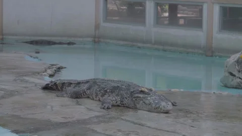 Side View of a Freshwater Crocodile Resting by the Pool, 4K Footage Video stock 335571098