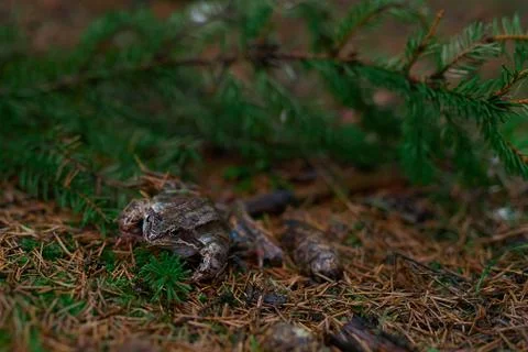 Side view of frog hiding in the ground cover Stock Photos