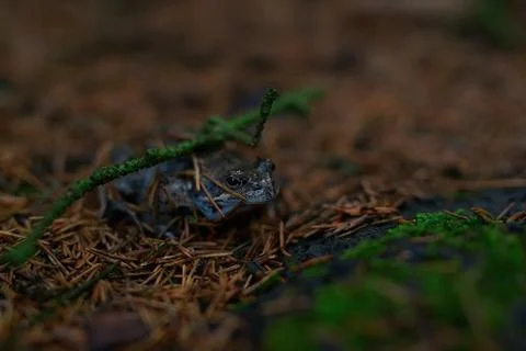 Side view of frog hiding in the ground cover Stock Photos