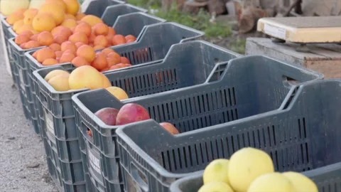 Side view of fruit in crates sold on the road. Shooting in the move Stock Footage 244634883
